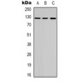 LifeSab™ DNA Ligase 4 Rabbit pAb (50 µl)