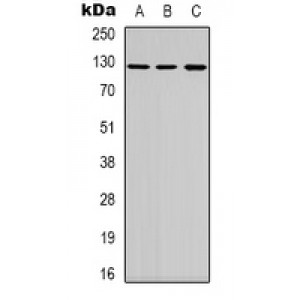 LifeSab™ DNA Ligase 4 Rabbit pAb (50 µl)