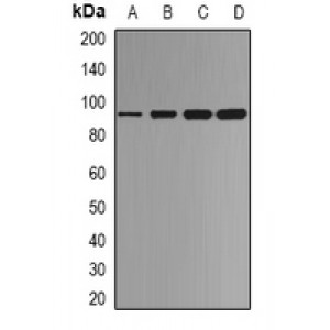 LifeSab™ p53 Rabbit pAb (50 µl)