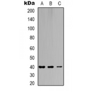 LifeSab™ GTF3C2 Rabbit pAb (50 µl)