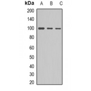 LifeSab™ DNA Ligase 1 Rabbit pAb (50 µl)