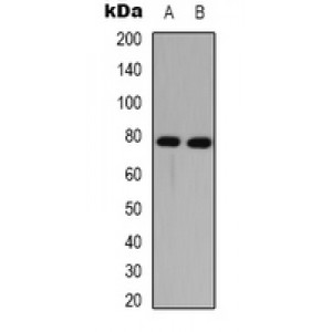 LifeSab™ GRAP2 Rabbit pAb (50 µl)