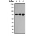 LifeSab™ MYO16 Rabbit pAb (50 µl)