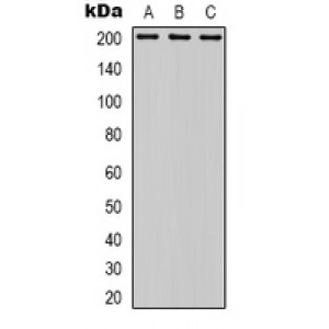 LifeSab™ NBEAL1 Rabbit pAb (50 µl)