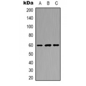 LifeSab™ RABL2A Rabbit pAb (50 µl)