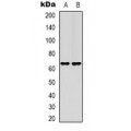 LifeSab™ TCEAL6 Rabbit pAb (50 µl)