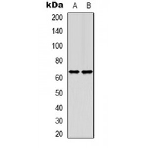 LifeSab™ TCEAL6 Rabbit pAb (50 µl)