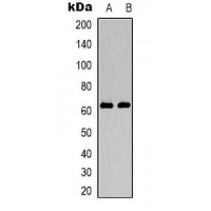 LifeSab™ DNA Polymerase mu Rabbit pAb (50 µl)