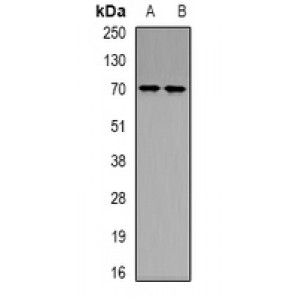 LifeSab™ NRF2 (AcK599) Rabbit pAb (50 µl)