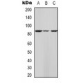 LifeSab™ Catalase Rabbit pAb (50 µl)