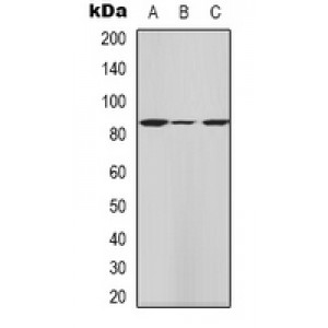 LifeSab™ Catalase Rabbit pAb (50 µl)