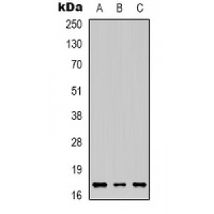 LifeSab™ HGF Rabbit pAb (50 µl)