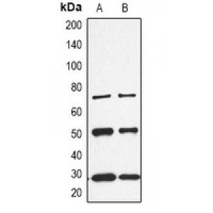 LifeSab™ NOXIN Rabbit pAb (50 µl)