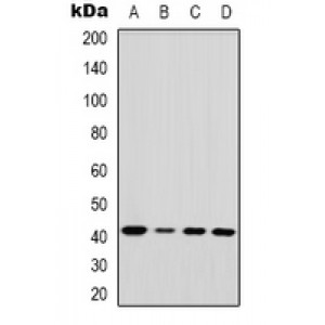 LifeSab™ Fascin Rabbit pAb (50 µl)