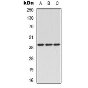 LifeSab™ CD96 Rabbit pAb (50 µl)