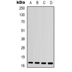 LifeSab™ CCL4L1 Rabbit pAb (50 µl)