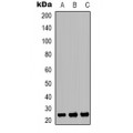 LifeSab™ IFITM2 Rabbit pAb (50 µl)