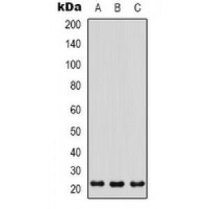 LifeSab™ FOG2 Rabbit pAb (50 µl)