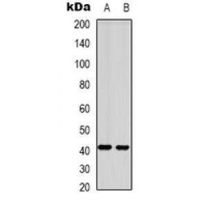 LifeSab™ Histamine H1 Receptor Rabbit pAb (50 µl)