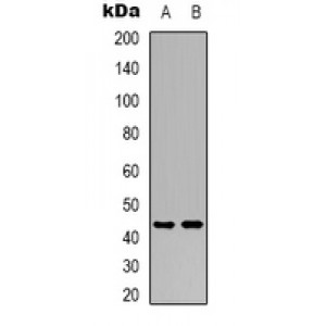 LifeSab™ Tachykinin Receptor 3 Rabbit pAb (50 µl)