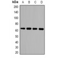 LifeSab™ CDK6 Rabbit pAb (50 µl)