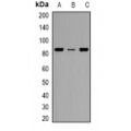 LifeSab™ KIM1 Rabbit pAb (50 µl)