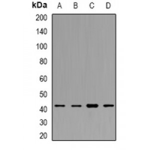 LifeSab™ CD93 Rabbit pAb (50 µl)