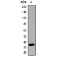 LifeSab™ c-Rel Rabbit pAb (50 µl)