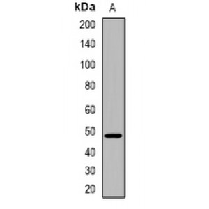 LifeSab™ Telomerase Rabbit pAb (50 µl)