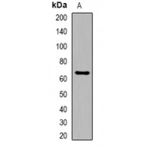 LifeSab™ PMEPA1 Rabbit pAb (50 µl)