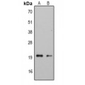 LifeSab™ IL-33 Rabbit pAb (50 µl)