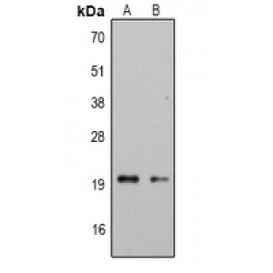 LifeSab™ IL-33 Rabbit pAb (50 µl)