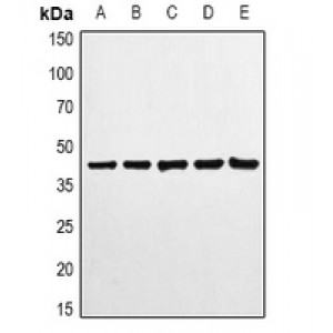 LifeSab™ ABCB5 Mouse mAb (50 µl)