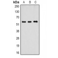 LifeSab™ CD16 Mouse mAb (50 µl)