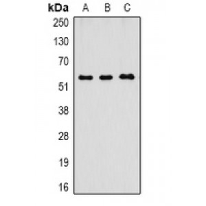 LifeSab™ CD16 Mouse mAb (50 µl)