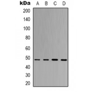 LifeSab™ ERCC1 Mouse mAb (50 µl)