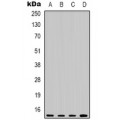 LifeSab™ HSP27 Mouse mAb (50 µl)