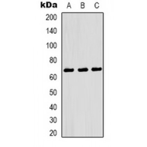 LifeSab™ OCT1 Mouse mAb (50 µl)