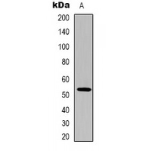 LifeSab™ PARP1 Mouse mAb (50 µl)