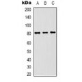 LifeSab™ Beclin-1 Rabbit pAb (50 µl)