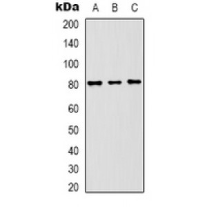 LifeSab™ Beclin-1 Rabbit pAb (50 µl)