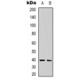 LifeSab™ Caspase 3 Rabbit pAb (50 µl)