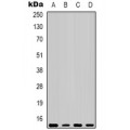 LifeSab™ CREB Rabbit pAb (50 µl)