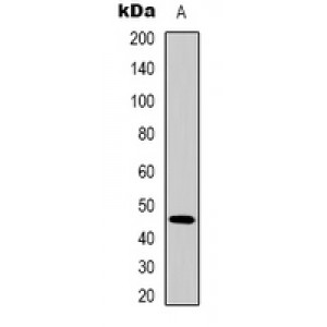 LifeSab™ E Cadherin Rabbit pAb (50 µl)