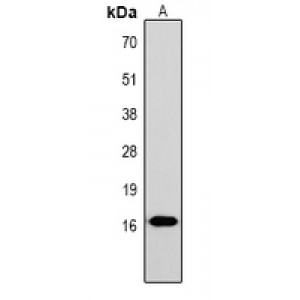 LifeSab™ Histone H1 (TriMethyl K25) Rabbit pAb (50 µl)