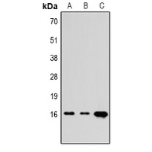 LifeSab™ Histone H3 Rabbit pAb (50 µl)