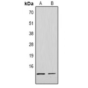 LifeSab™ Histone H4 (MonoMethyl R3) Rabbit pAb (50 µl)