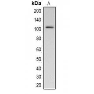 LifeSab™ PGHS-1 Rabbit pAb (50 µl)