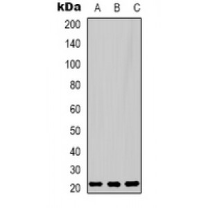 LifeSab™ PGHS-2 Rabbit pAb (50 µl)