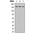 LifeSab™ SMAD2 Rabbit pAb (50 µl)